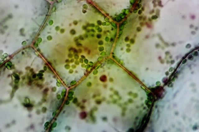 Sventla, digital still from video, 2016.